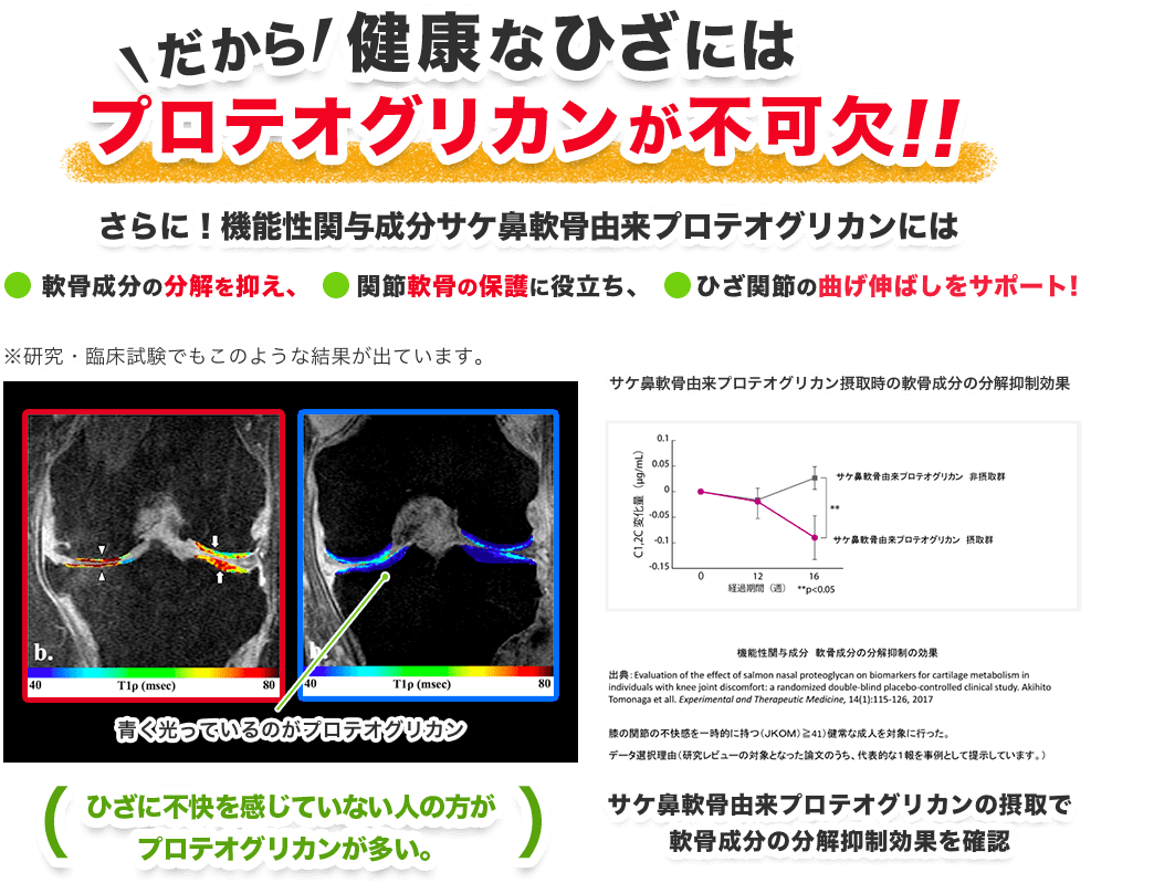 健康なひざにはプロテオグリカンが不可欠！プロテオグリカンにはこんな力があります。①ひざ成分の分解を制御！②関節軟骨の保護に役立つ！③ひざ関節の曲げ伸ばしをサポート！